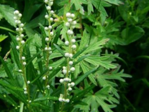 ������Ĺ�Ч���� ��������ͷƤм