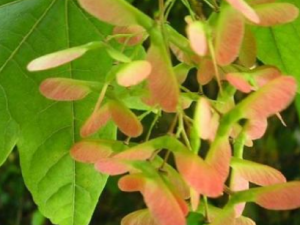 ��Ƿ������Щ���� ��Ƿ���ιؽ���ʹ����