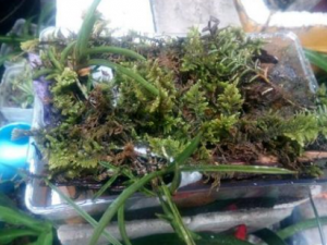 �������ʲô��Ч �������������