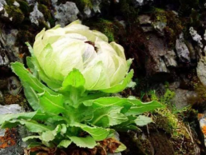 ѩ������ʳ�ý��� ʳ��ѩ����������Щ������