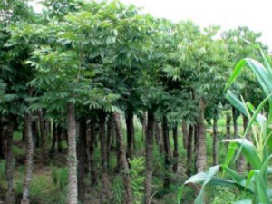 �޻������Ĺ�Ч���� �޻���������з���