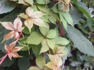 ����ݮ�Ĺ�Ч���� ����ݮ�������׶�