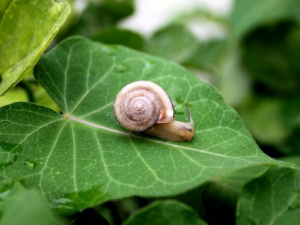 ��ţ����Щ��Ч ��ţ�ζ������׼���������