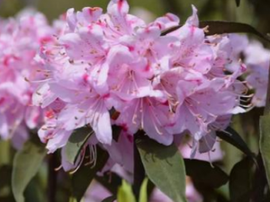 ϶žˮע ϶žˮҪעЩ