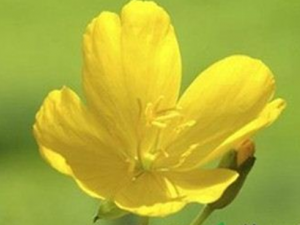 �¾������Ů�Բ��ʺϷ����¼��� �¼��ݿ����ƶ�������Ӳ��