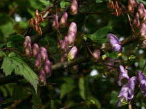 ����������Щ��Ч ���������㾫������