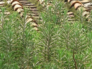 ���ɵĹ�Ч���� ���������ҧ��