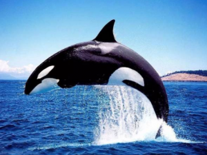 ���ѵĹ�Ч���� ������С�����ɹ���