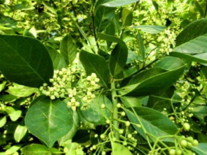 ��ì�Ĺ�Ч���� ��ì�β����Ѫ