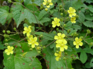 ί��˵Ĺ�Ч���� ί������Ƽ���ϸ��������