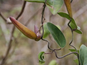 �޶��ٵĹ�Ч���� �޶�������Ҷ����ҧ��