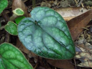 �ö���Ĺ�Ч���� �ö�����������η��������Ѫ