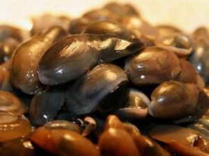 �����Ĺ�Ч���� �����ɳ����Ѿ�