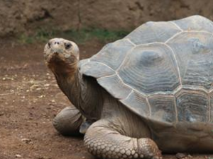 �����ʺ���Щ�˳� ������ô��������