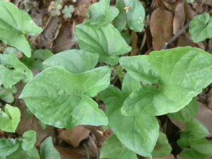 �Ͳ��Ĺ�Ч���� �Ͳ�����۴�