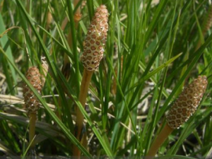 �ʾ�����Щ��Ч �ʾ��ε�������