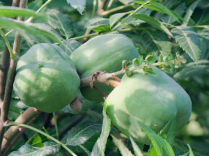 �Ĺڹ��Ĺ�Ч���� �Ĺڹ��η�ʪ�Թؽ���