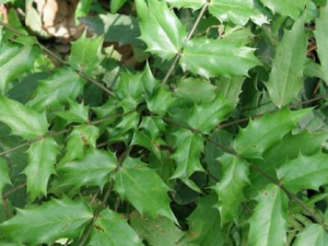 �������Ĺ�Ч���� �������μ��Գ�θ��