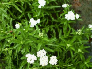 ��һ֦������Щ��Ч ��һ֦����������