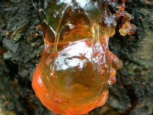 ����������Щ��Ч �������η�����Ѫ