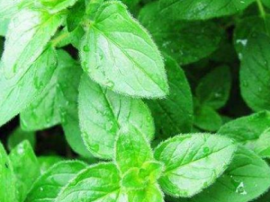 ����޸�Ĺ�Ч���� ����޸���˷緢��