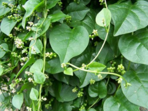 �����ߵĹ�Ч���� �������ε�����ʹ