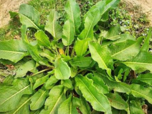 �����Ҷ����Щ��Ч �����Ҷ���¾�����