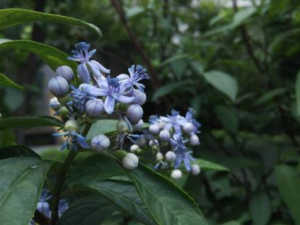 ����ɽ�Ĺ�Ч ����ɽ��ű��