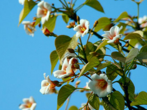 ͩ�ӻ��Ĺ�Ч���� ͩ�ӻ��γ�����ʪ��������������