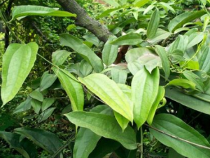 ����������Щ��Ч ����������ʪ������