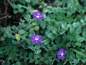 ������Ĺ�Ч���� �����������ǰ״�