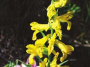 ͭ�����Ĺ�Ч���� ͭ�����ε�������