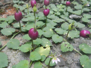 ͭ���ݵĹ�Ч���� ͭ��������������