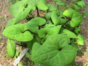 ͷ���ߵĹ�Ч���� ͷ���߿�����������ˮ����