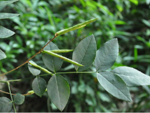 ͭ��ɡ�Ĺ�Ч���� ͭ��ɡ�ε�������