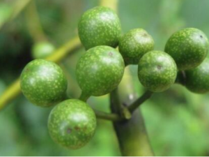 �Žй���ɢ�Ĺ�Ч���� �Žй���ɢ�������Ƚⶾ