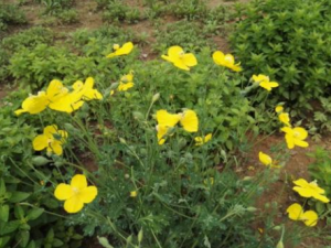 ͺ�����Ĺ�Ч���� ͺ�����α�������