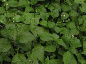 ͸ǲݵĹЧ ͸ǲηʪԹؽ