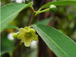 ����ɢ�Ĺ�Ч���� ����ɢ�δ���Ӹ��