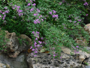 ������Ĺ�Ч���� �������η���ÿ�