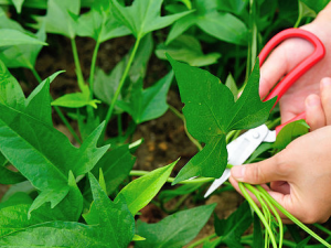 ����Ҷ��ô��Ӫ�� �Է���ҶҪע��ʲô