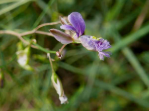 ��Զ־�Ĺ�Ч���� ��Զ־�����ȿ���