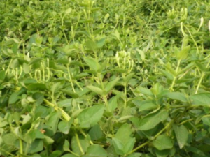 ���Ĺ�Ч���� ������������ҩ