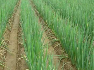 ��еĹ�Ч���� ������ý�