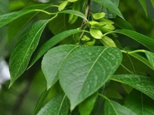 ٵĹЧ ٺʲôһԱȽϺ