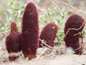 ��������Щ��Ч �����ı��淽��