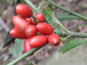 ��Ű�����Щ��Ч ��Ű����ڻ�����