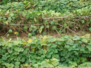 �컨������Щ��Ч �컨�ۿɳ���θ������