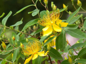 �ٻƵĹ�Ч���� �ٻ���һ����Ѣ