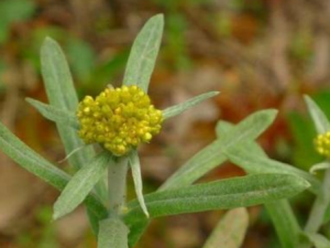 ��ˮ�ϲ�����Щ��Ч ��ˮ�ϲ��ν𴯳�Ѫ